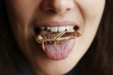 Power Flour: The Protein-Rich, Insect-Based Food Power Flour: The Protein-Rich, Insect-Based Food