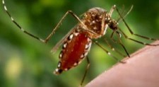 World’s first malaria vaccine which could be available from 2015 should not be viewed as a silver bullet against the disease, say scientists