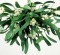 Mistletoe extract doubles survival time of pancreatic cancer patients in clinical trial